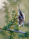 Bombylius major