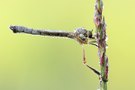 Gemeine Schlankfliege - Leptogaster cylindrica