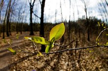 Erstes Grün im kahlen Wald