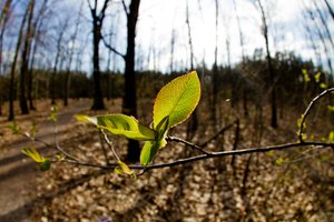 Erstes Grün im kahlen Wald