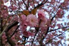 Kirschblüten Makro...