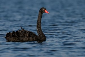 Trauerschwan (Cygnus atratus)