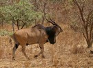 Riesenelenantilope (Taurotragus derbianus)