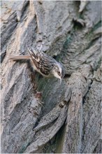 Gartenbaumläufer (Certhia brachydactyla)