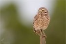 Kaninchenkauz / Burrowing Owl