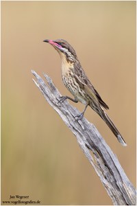 Braunkehl-Honigfresser (Acanthagenys rufogularis) Spiny-cheeked Honeyeater