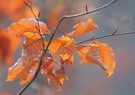 Überbleibsel vom Herbst