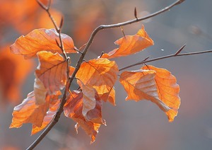 Überbleibsel vom Herbst