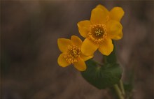 Sumpfdotterblume (Caltha palustris L.)