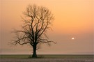 Baum im.Morgenlicht