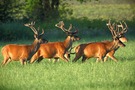 Rothirsche im Feld