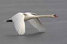 Höckerschwan (Cygnus olor) beim Start