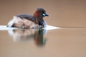 Zwergtaucher (Tachybaptus ruficollis)