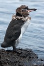 Galapagos Pinguin II