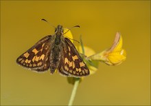 Gelbwürfelinger Dickkopffalter