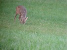 Äsung (Digiskopie, 100m Entfernung)