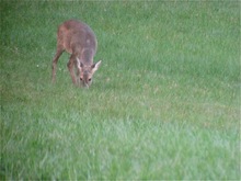 Äsung (Digiskopie, 100m Entfernung)