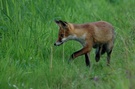 Fuchs auf Mäusejagd