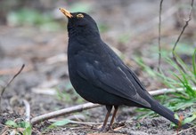 Charly Amsel, in Gänze, für Ute...