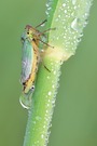 Cicadella viridis - Binsenschmuckzikade