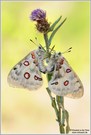 Apollofalter (Parnassius apollo vinningensis)