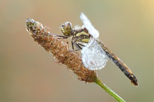 Schwarze Heidelibelle - weiblich