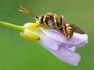 Wespenbiene (Nomada lathburiana)