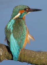 Eisvogel Männchen