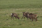 Fünf auf einen streich