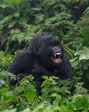 Naturfotografie an den Grenzen des Ertäglichen