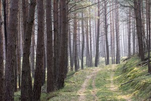 Waldweg...