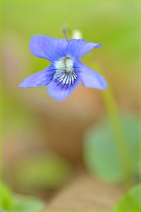 Viola reichenbachiana