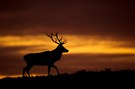 Red deer at sunrise