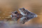 Grasfroschpaar