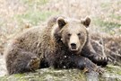 Braunbar im NP bayrischer Wald