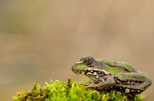 Pelophylax esculentus