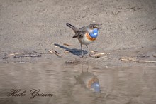 Blaukehlchen