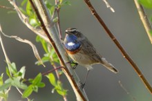 Blaukehlchen In Köln?