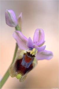 Ophrys tenthredinifera