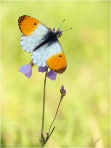 Aurorafalter - Anthocharis cardamines