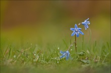 Blaues Blümchen verhagelt...