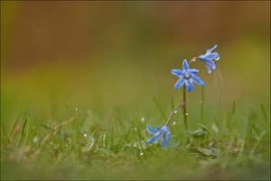 Blaues Blümchen verhagelt...