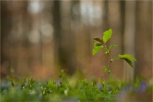 Prunus in Vinca