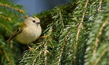 Wintergoldhähnchen