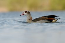 Nilgans  (Alopochen aegyptiacus)