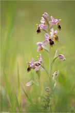 Ophrys tenthredinifera