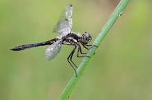 Sympetrum danae