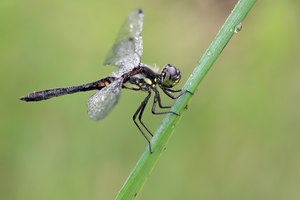 Sympetrum danae