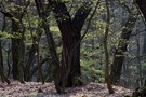 Erstes Grün im kahlen Wald III