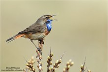 Blaukehlchen